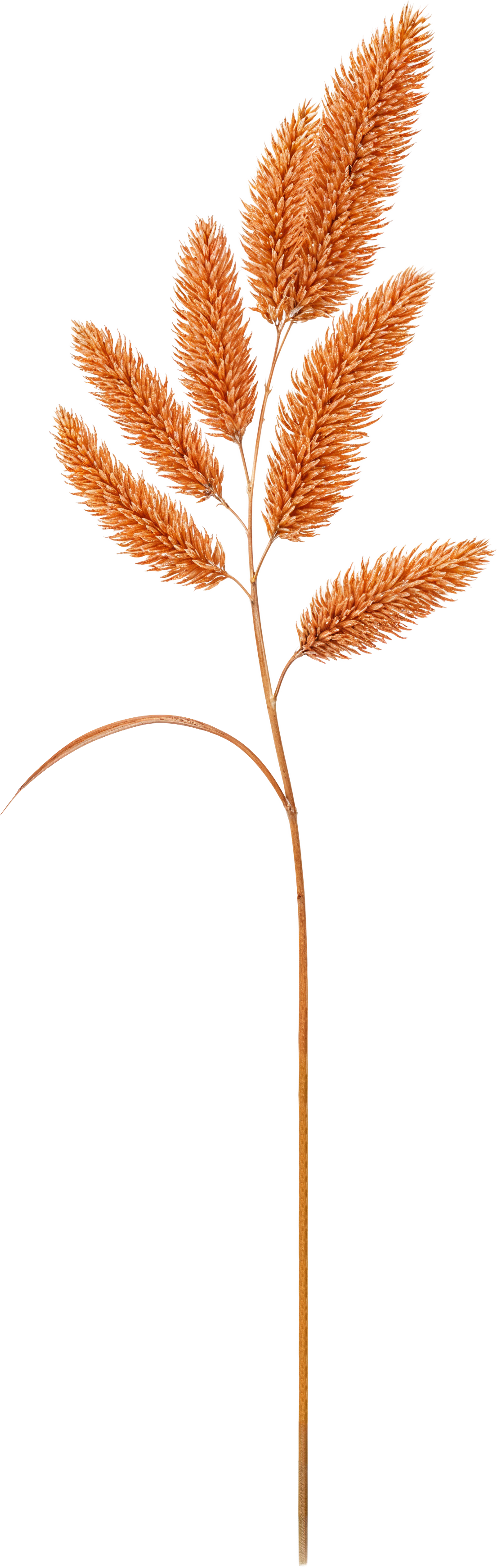 Orange Flower